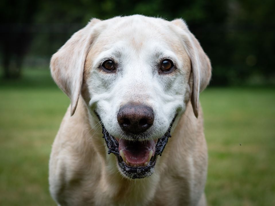 A Crosswind In A Bay Of Mallards JH | Yellow Labrador Retriver