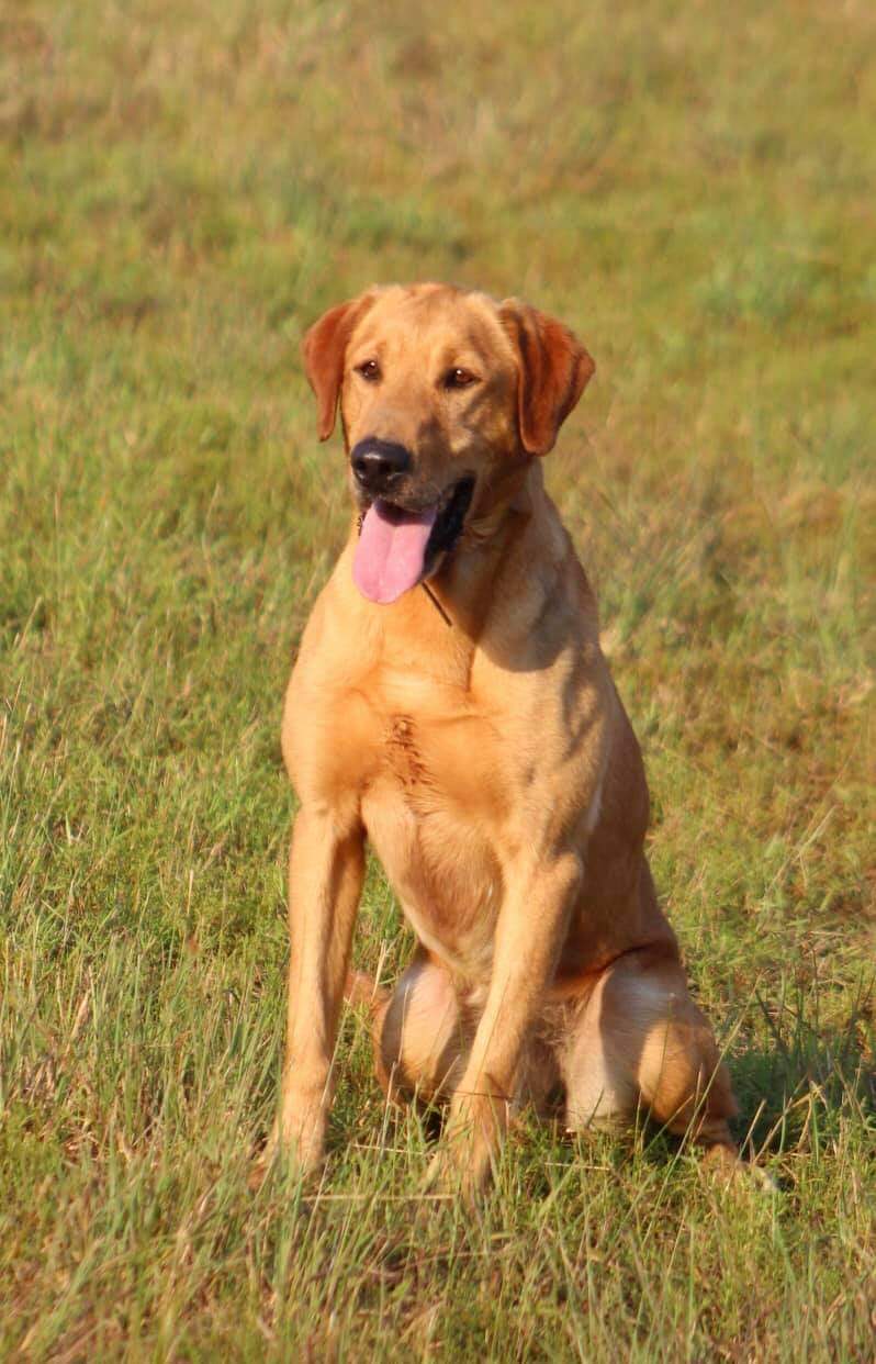 Top Guns Goose MH | Yellow Labrador Retriver