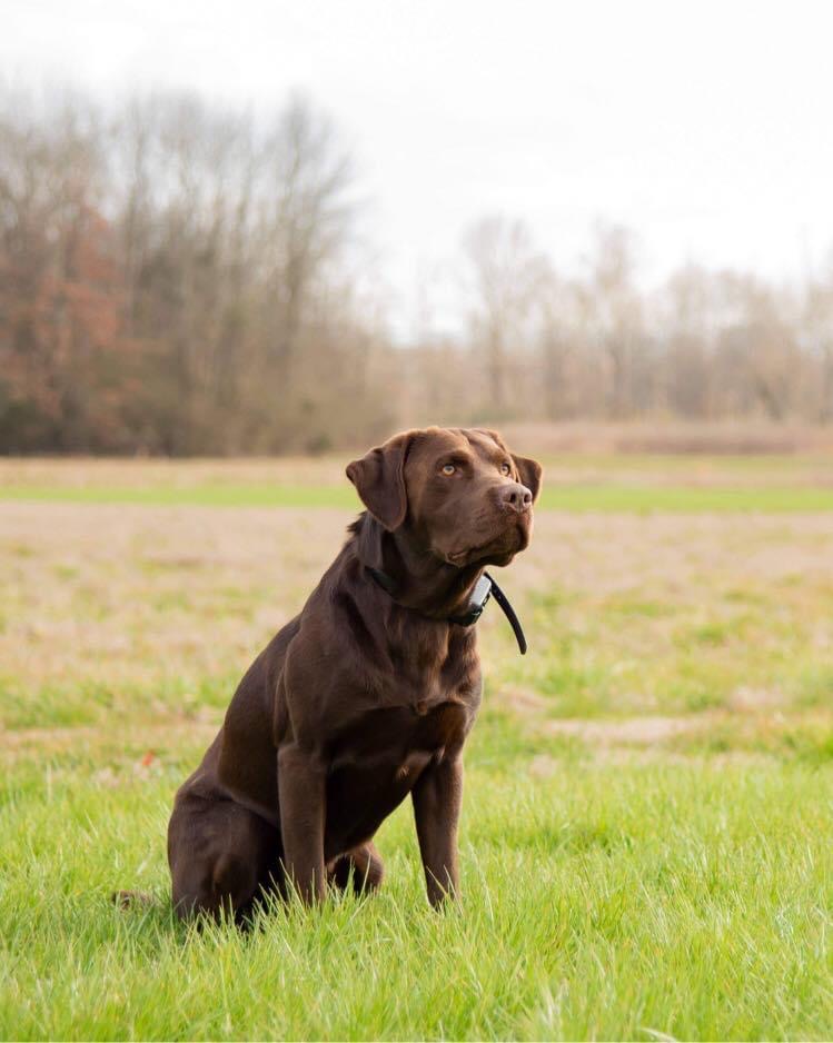 A&J's Chocolate Thunder Boone | Chocolate Labrador Retriver