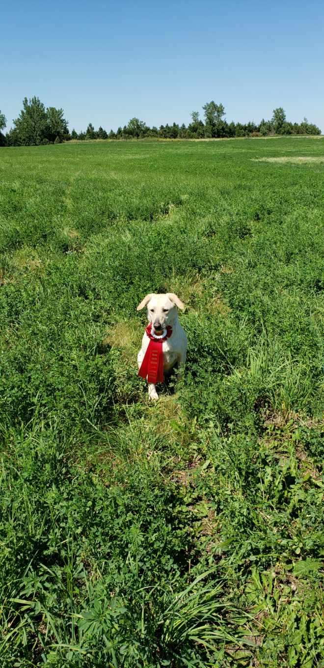 GMPR Wild Oak's Lady Legacy Of Kirby | Yellow Labrador Retriver