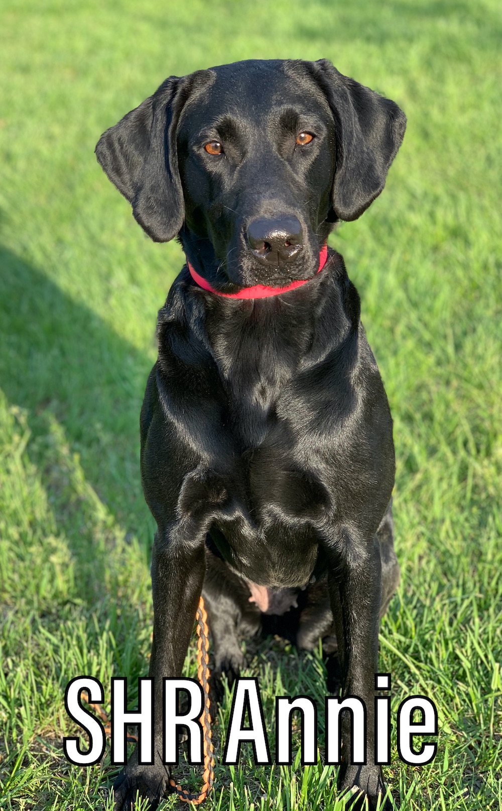 SHR 3 Ring Annie Jump Cannon | Black Labrador Retriver