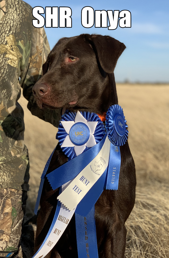 SHR 3 Ring Onya JH | Chocolate Labrador Retriver