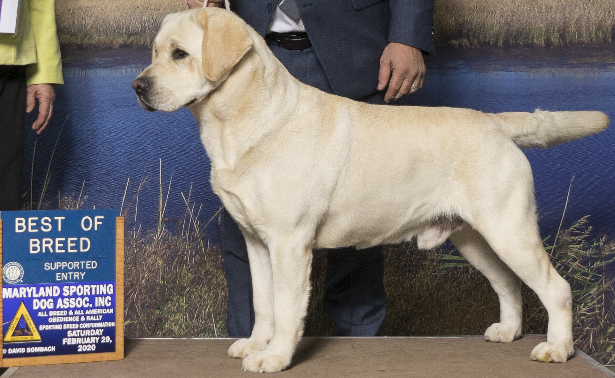 AM GCHB Belquest Conclusion No Limit Poker | Yellow Labrador Retriver