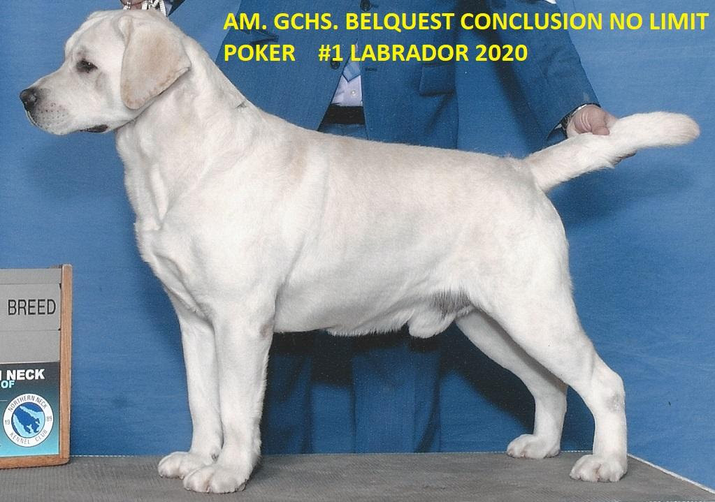 AM GCHB Belquest Conclusion No Limit Poker | Yellow Labrador Retriver