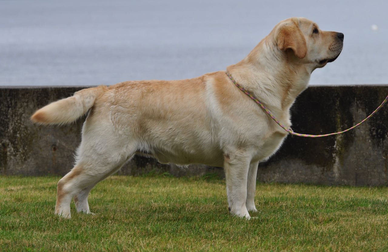 Nipntuck All Aces | Yellow Labrador Retriver