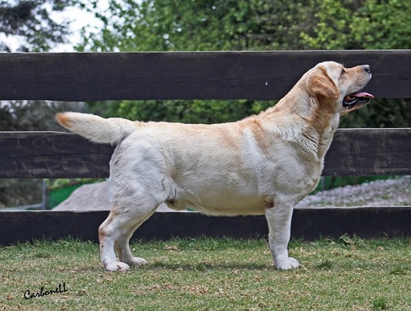 Greenstone's Royal Flush | Yellow Labrador Retriver