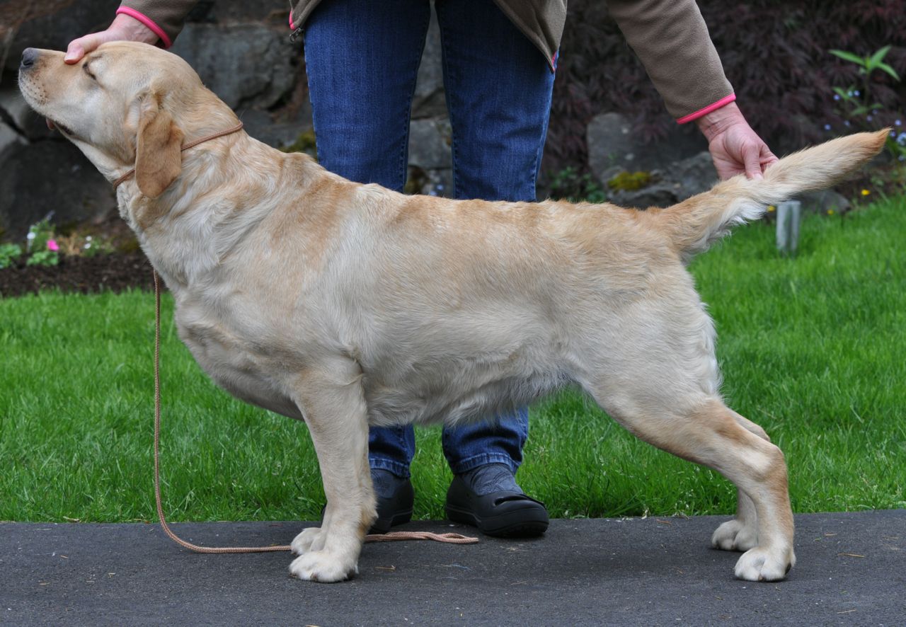 Nipntuck Covergirl Of Chicago | Yellow Labrador Retriver