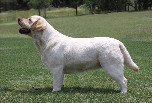 CH Greenstone’s Everlasting Bloom | UNKN Labrador Retriver