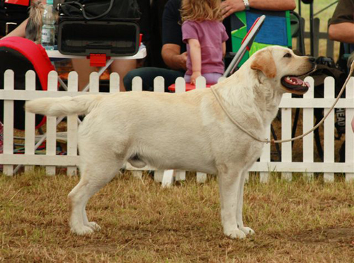 AKC GCH CAN CH UKC CH Annual's Nostalgic At Hilldreams | Yellow Labrador Retriver