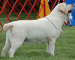 Belquest Fergalicious | UNKN Labrador Retriver