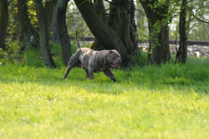 Angel vom Fuchsberg | Olde English Bulldogge 