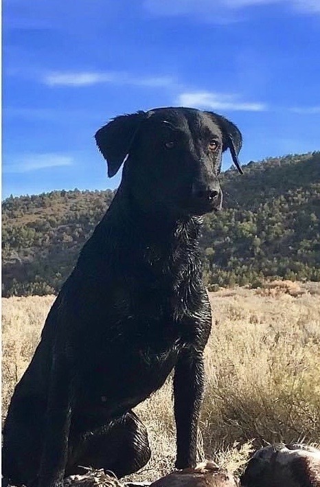 HRCH Brookside's Thunder Mountain Rain | Black Labrador Retriver