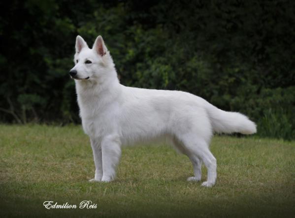 Vallery Scatle | White Swiss Shepherd Dog 