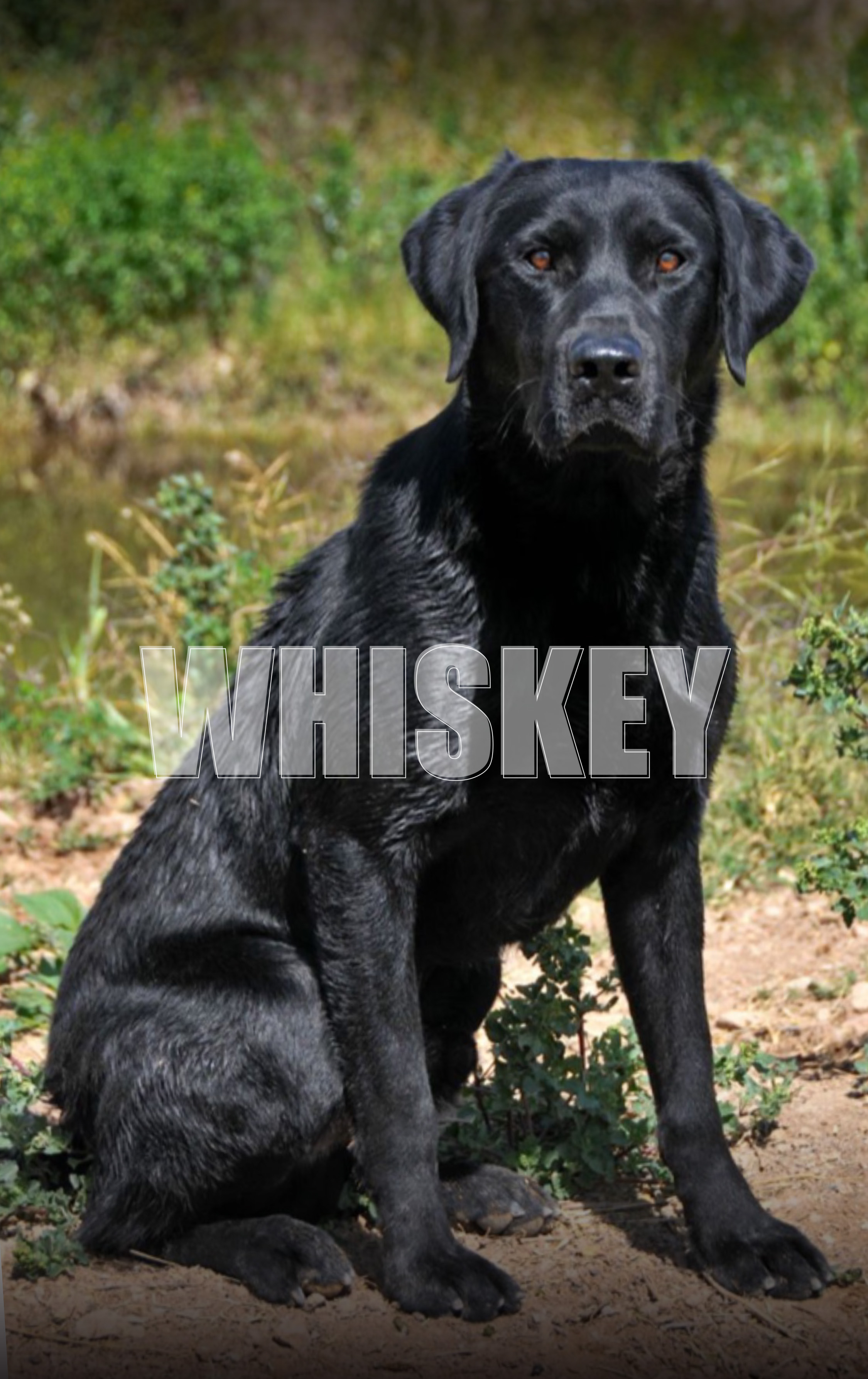 Black Pearls Whiskey On The Rocks | Black Labrador Retriver