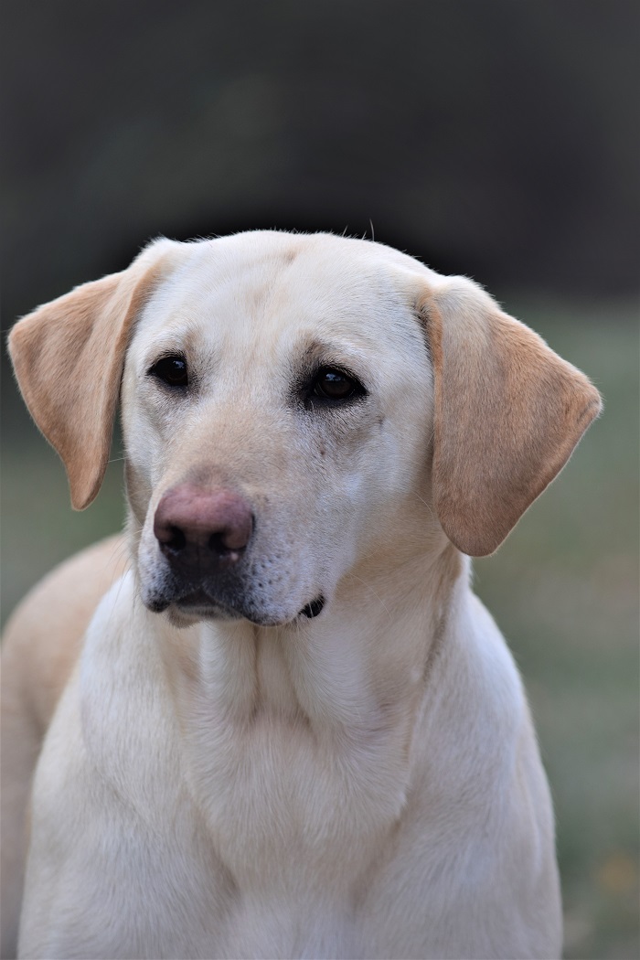 CPR High Calibers Pippy's Puppy Poppy | Yellow Labrador Retriver