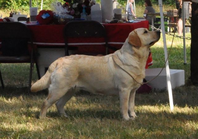 Nipntuck I Believe | Yellow Labrador Retriver