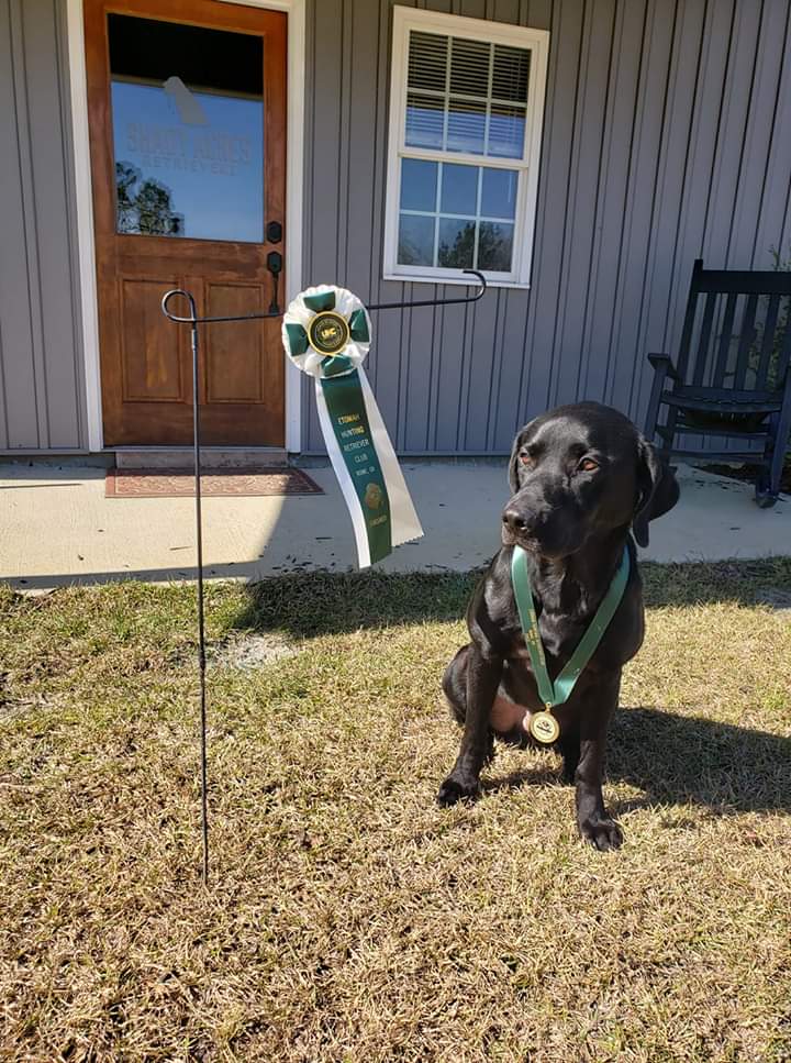 HRCH UH Salkehatchie Swamp Monster MH | Black Labrador Retriver