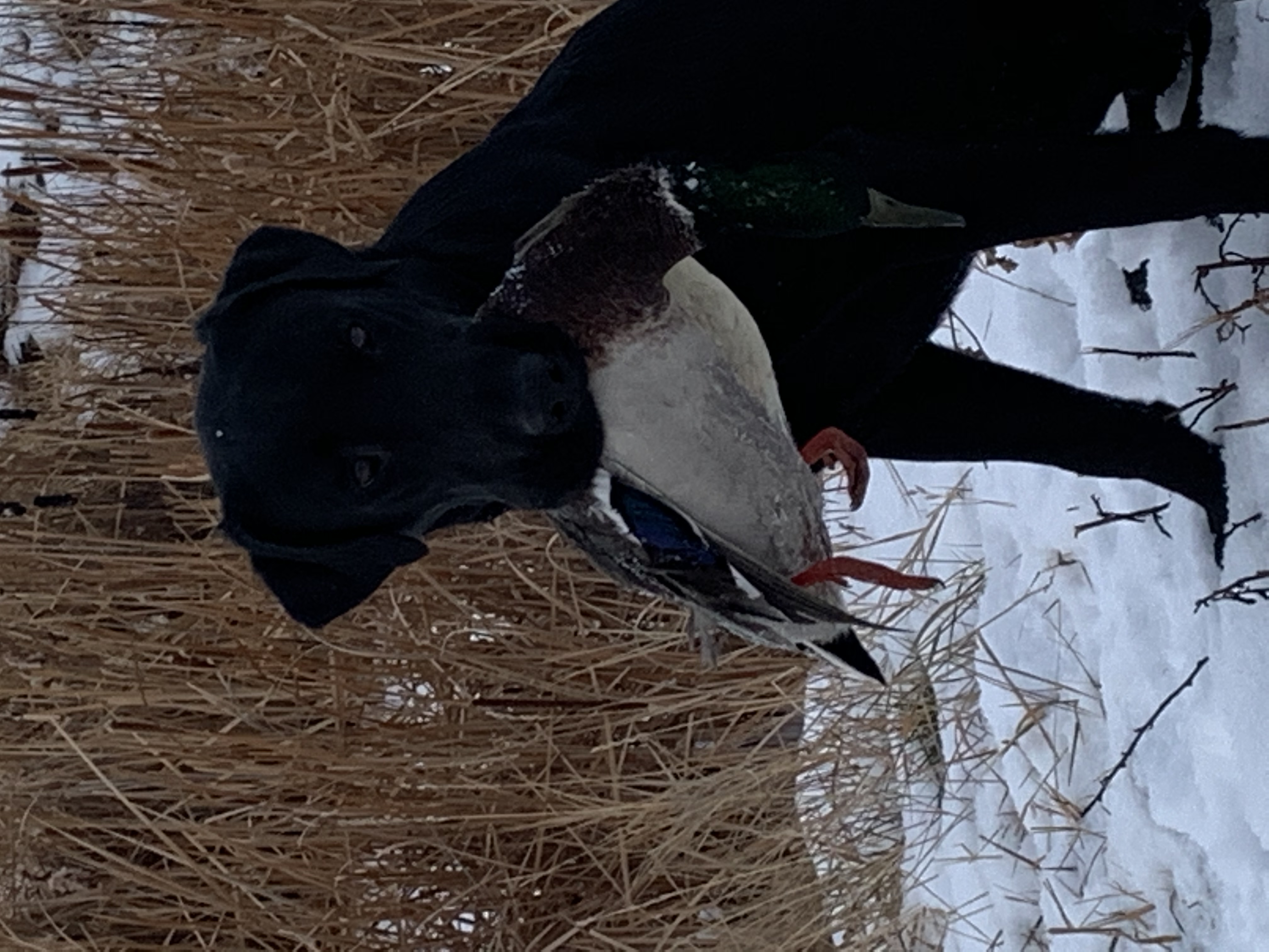 Clubmead's Rebel Rouser | Black Labrador Retriver