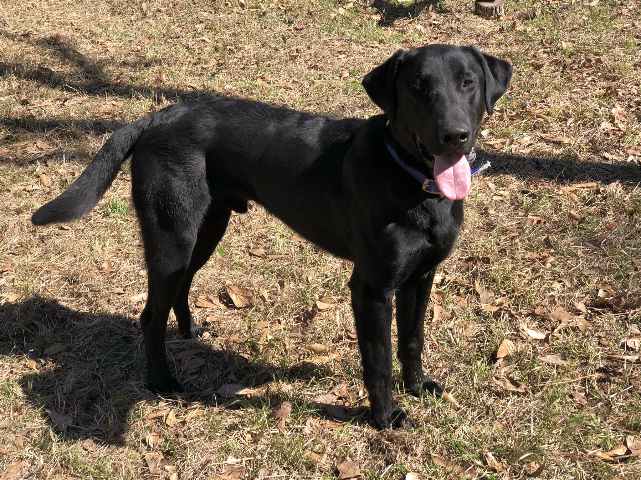 Clubmead's Rebel Rouser | Black Labrador Retriver