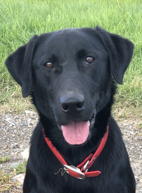 Some Beach At Clubmead | Black Labrador Retriver