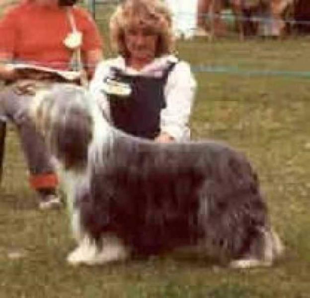 Potterdale Serenade | Bearded Collie 