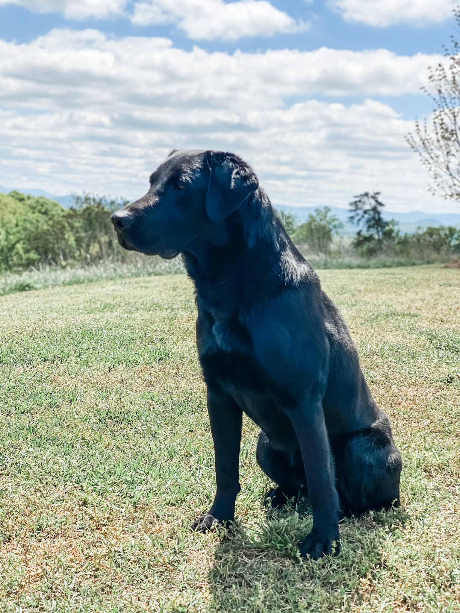 Trump VI MH | Black Labrador Retriver