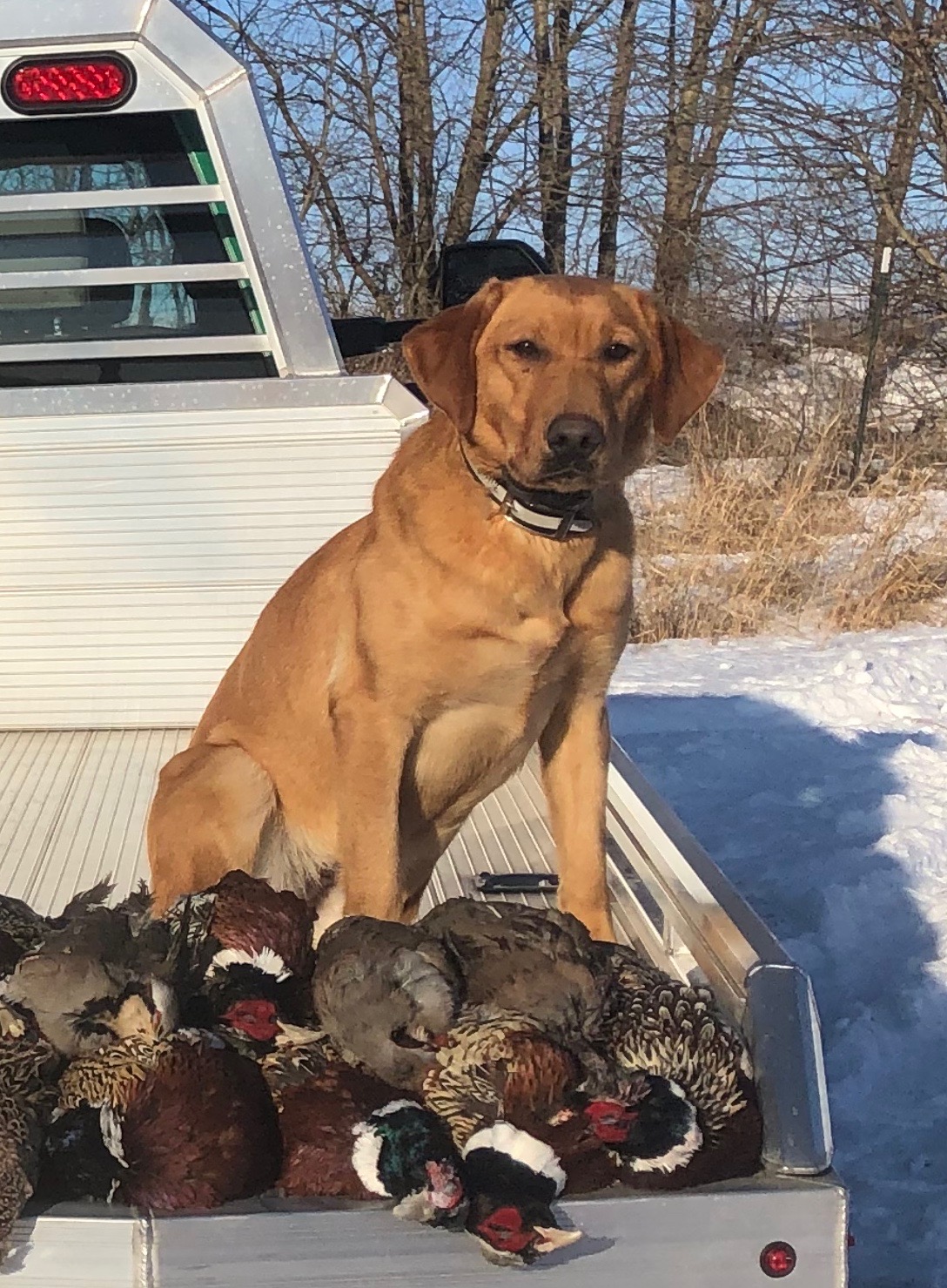 BDC CH The Blast's Northwoods Fawn SH | Yellow Labrador Retriver