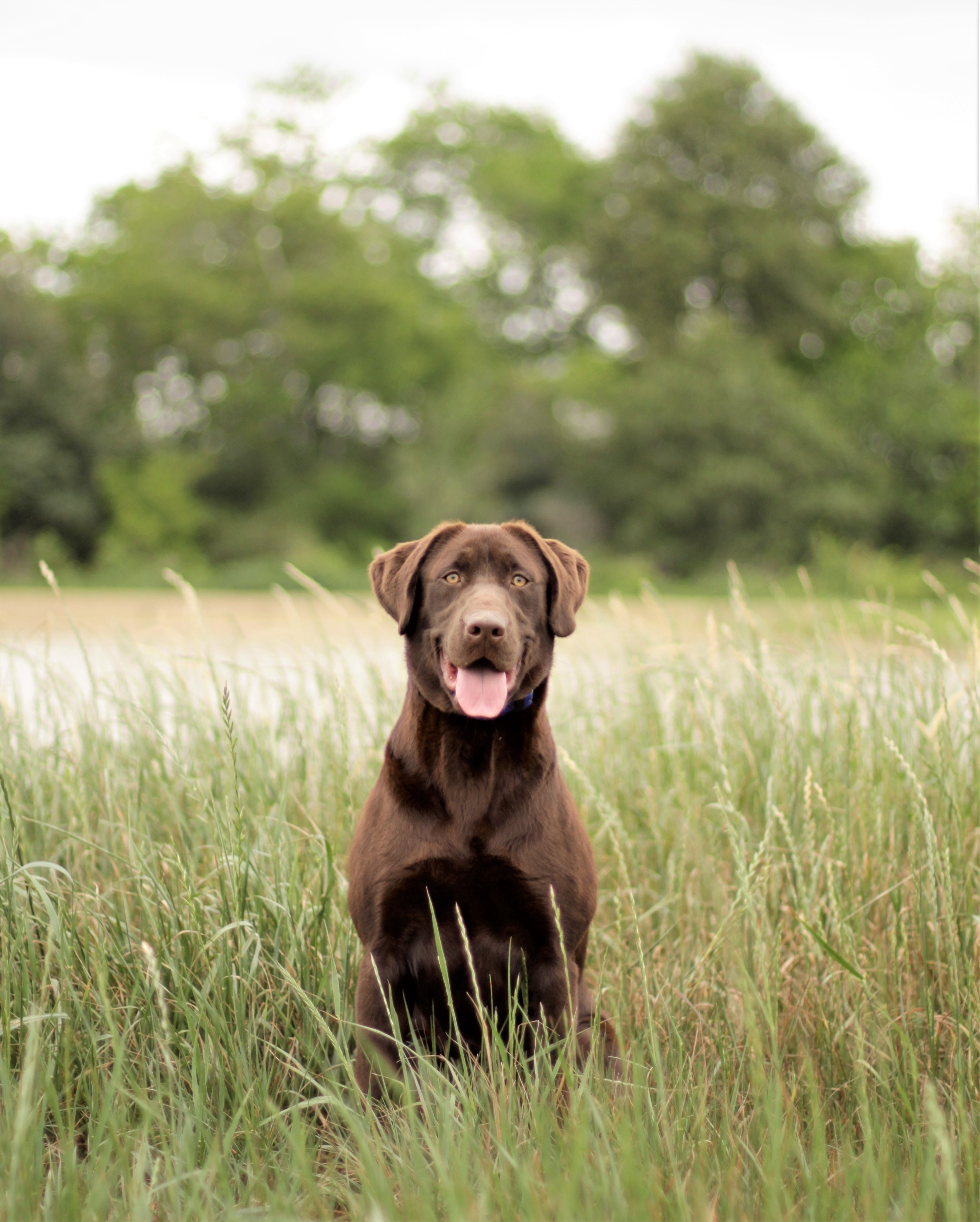 HR Limitgitter Double R Nothin Dotty | Chocolate Labrador Retriver