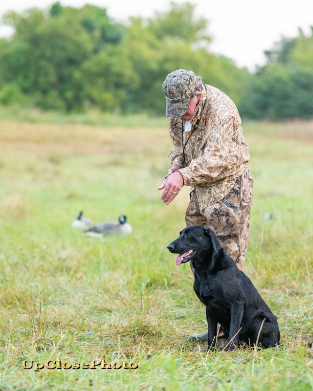 4X GRHRCH UH  Backwoods Gambler MH MNH HOF | Black Labrador Retriver