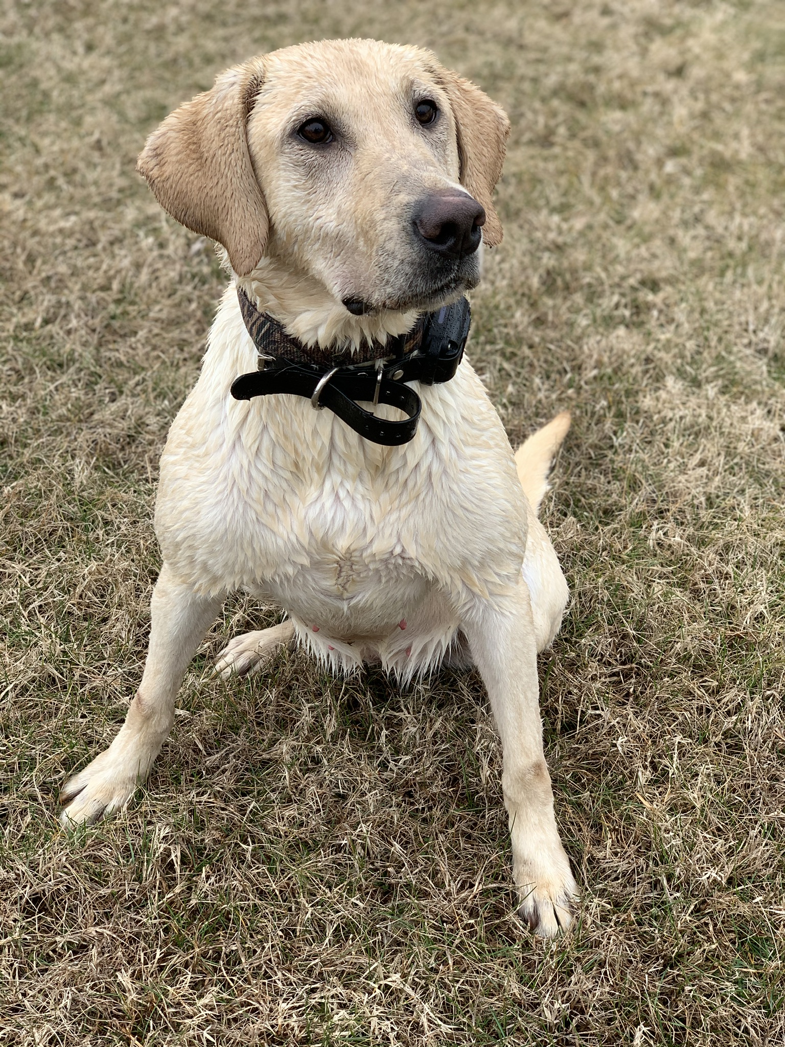 Trumps Candlewood Legacy | Yellow Labrador Retriver