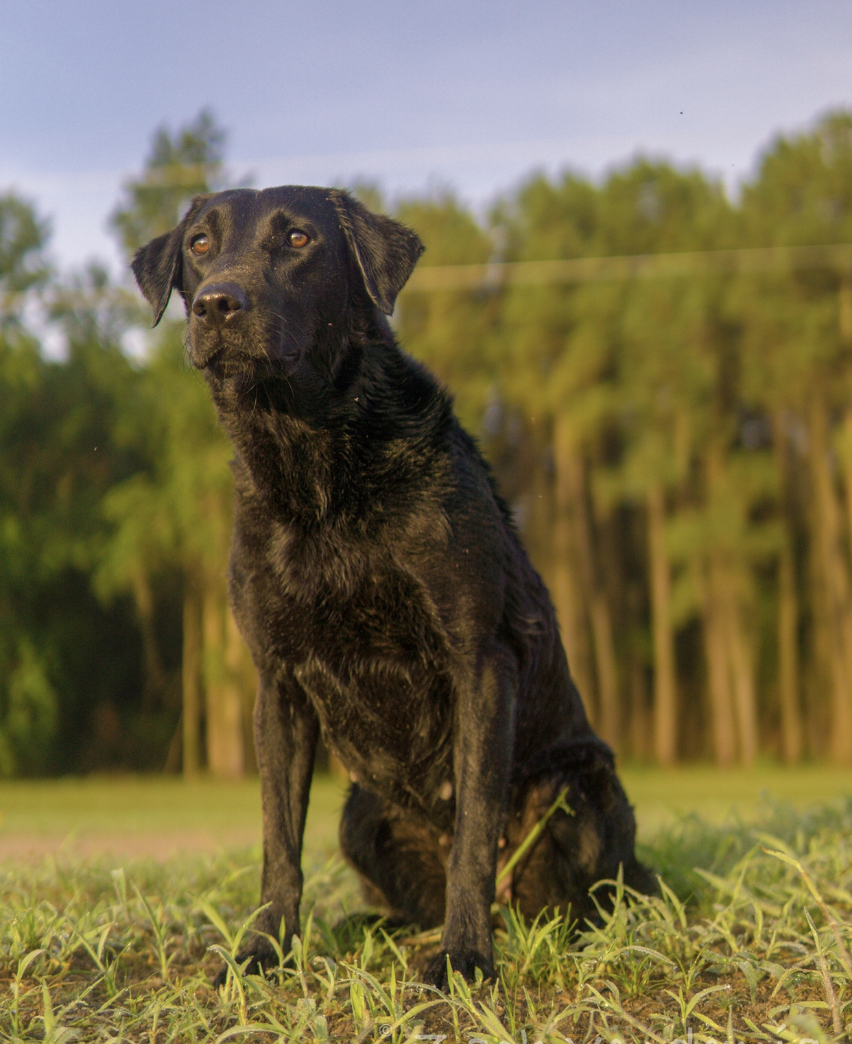 HRCH Tibea Bamburgh MH | Black Labrador Retriver