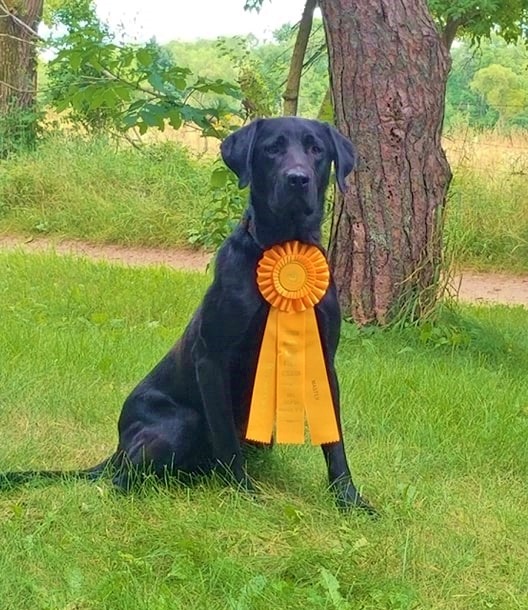 Dynamic's Fat Boy MH | Black Labrador Retriver