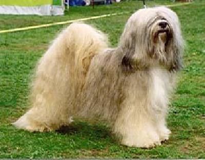 TSERING GYANGTSE LHAGPA | Tibetan Terrier 