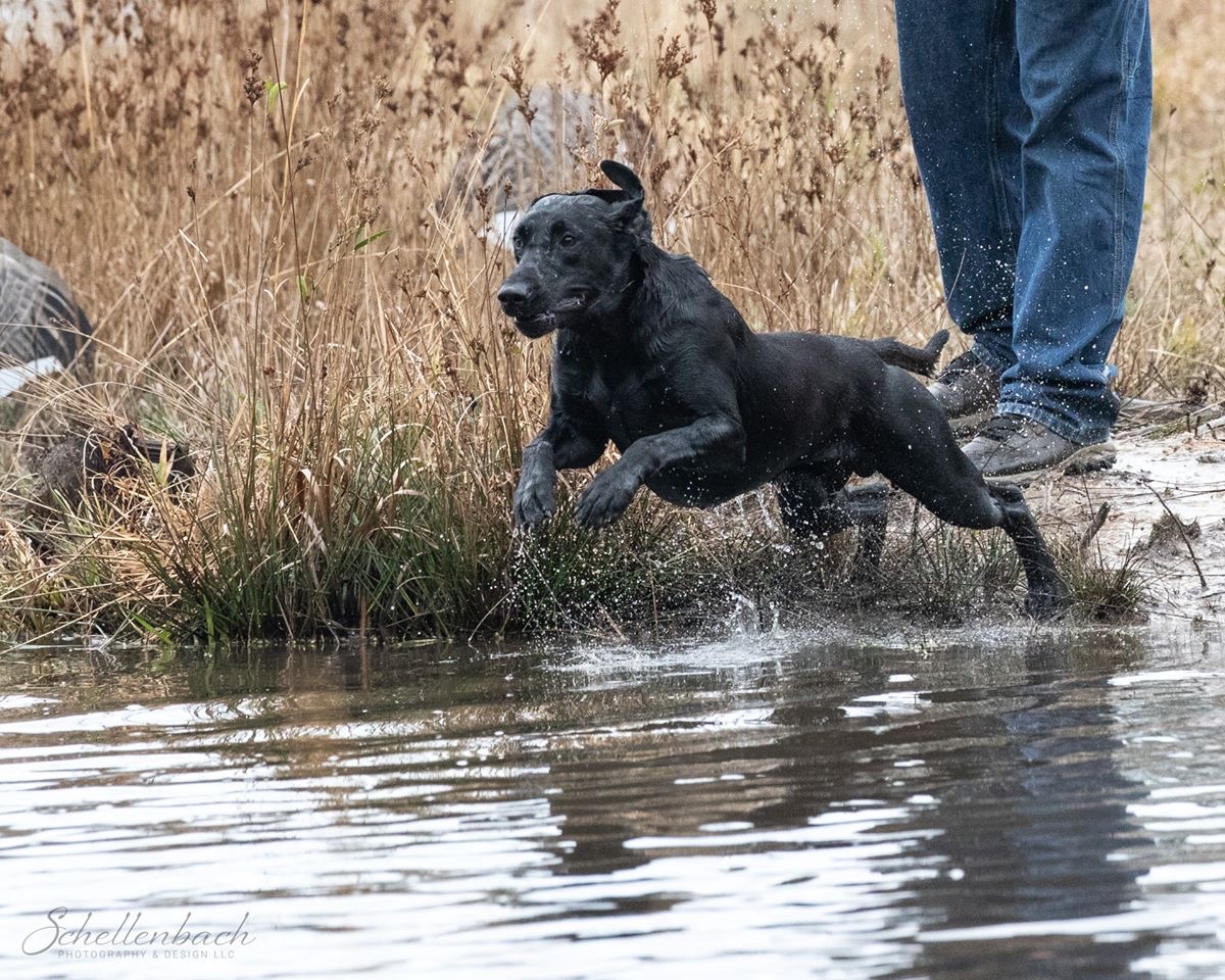 Rocky Rivers Banded Goose MH | Black Labrador Retriver