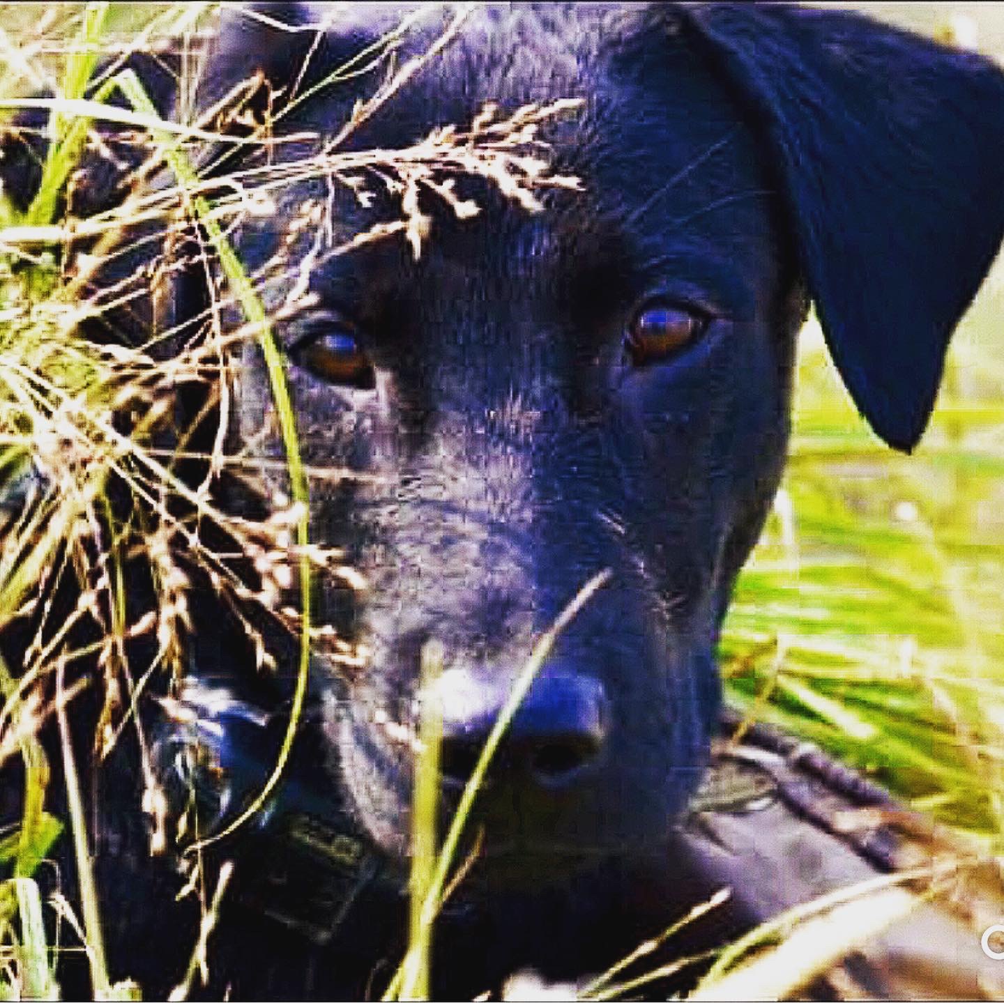 TRF’s Born On A Bayou (BLK) | Black Labrador Retriver