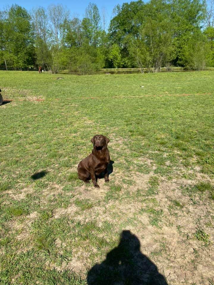 Www/Woodro's Tn Fire Water Chaser | Chocolate Labrador Retriver