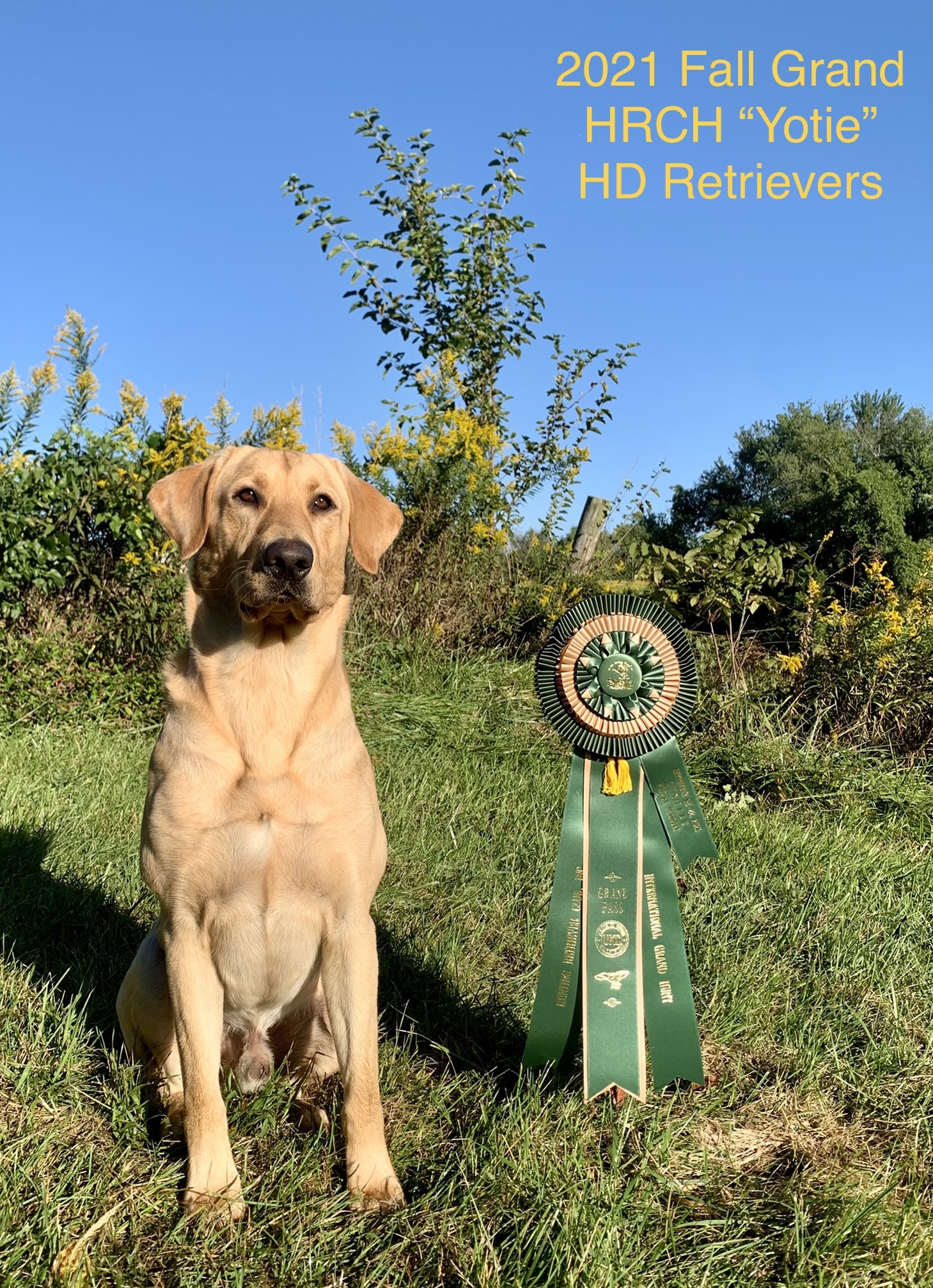 HRCH High Desert's Top Grade Coyote | Yellow Labrador Retriver