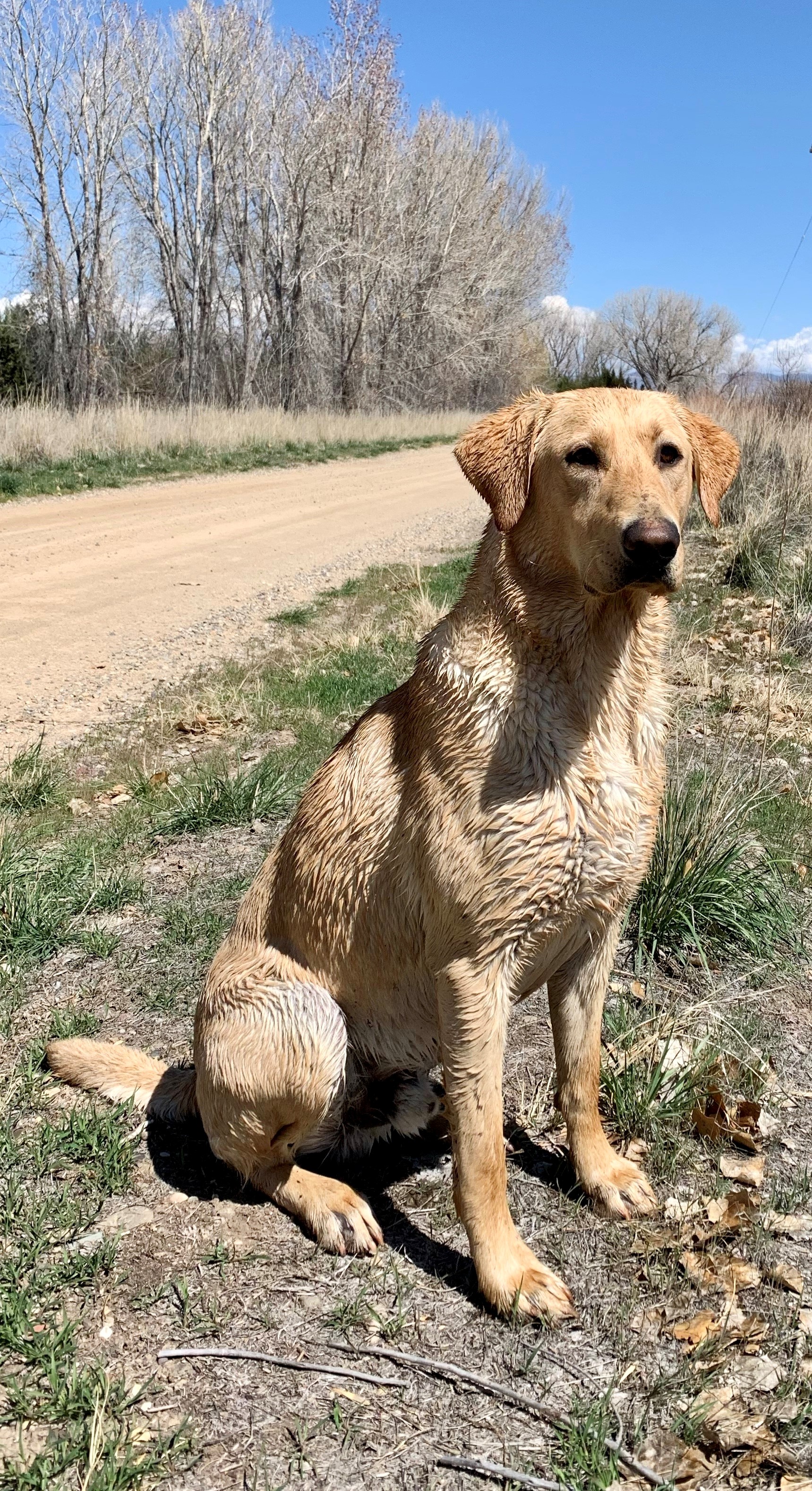 HRCH High Desert's Top Grade Coyote | Yellow Labrador Retriver