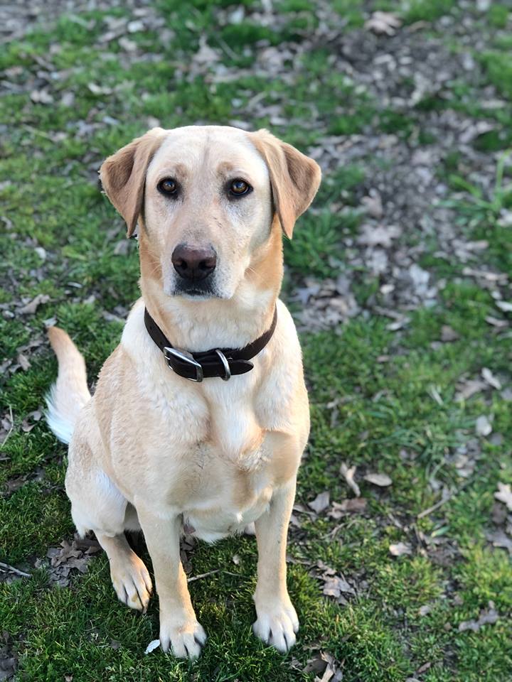 UDS J & S Mischievous Katie | Yellow Labrador Retriver