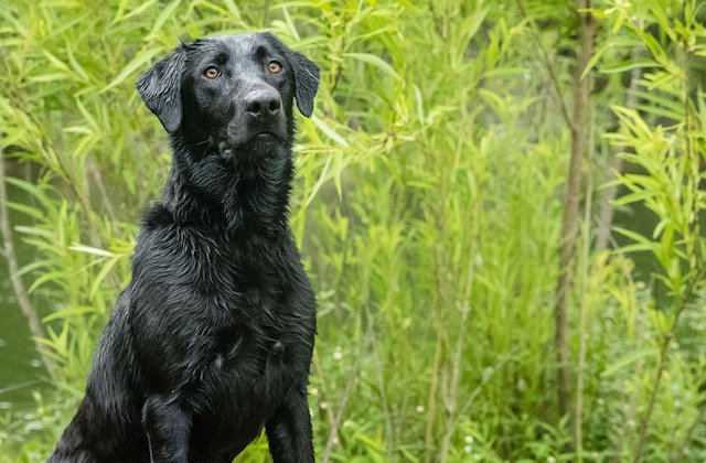 Lone Duck's Izzy Izzy Izzy Can't U C JH | Black Labrador Retriver