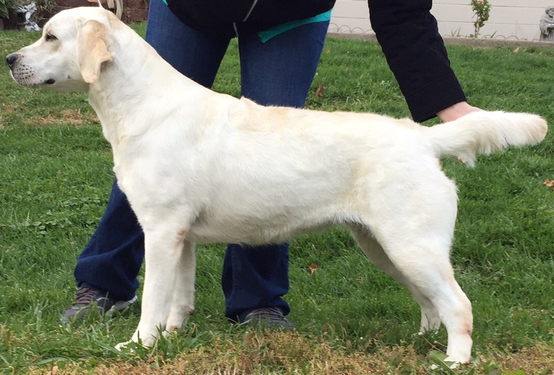 Belquest Conclusion Banana Daquiri | Yellow Labrador Retriver