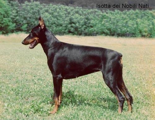 Isotta dei Nobili Nati | Black Doberman Pinscher