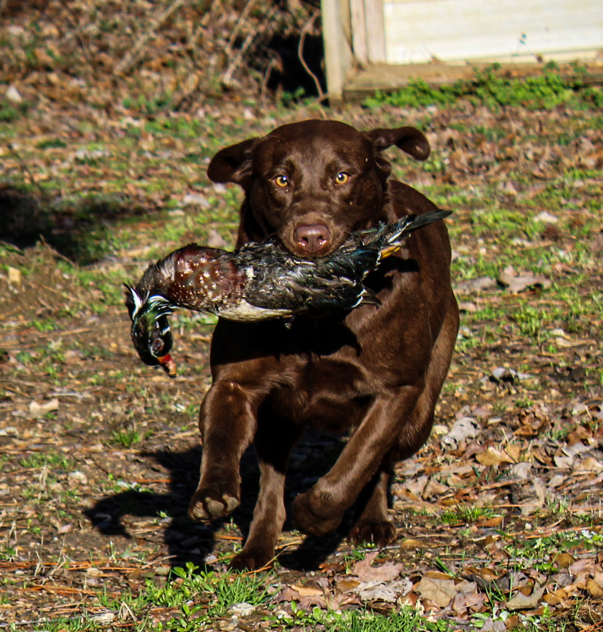 Pride Of Dixie Lulubelle JH | Chocolate Labrador Retriver