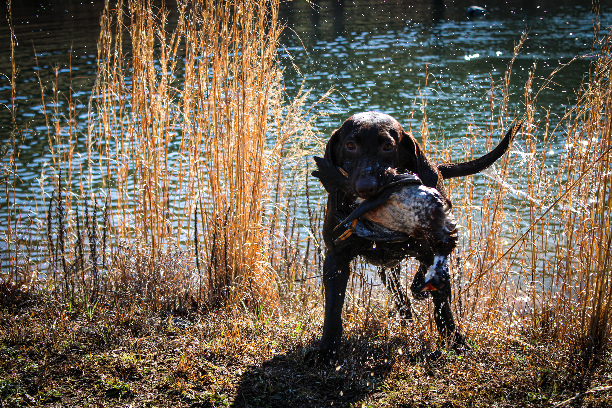 Pride Of Dixie Georgia On My Mind | Chocolate Labrador Retriver