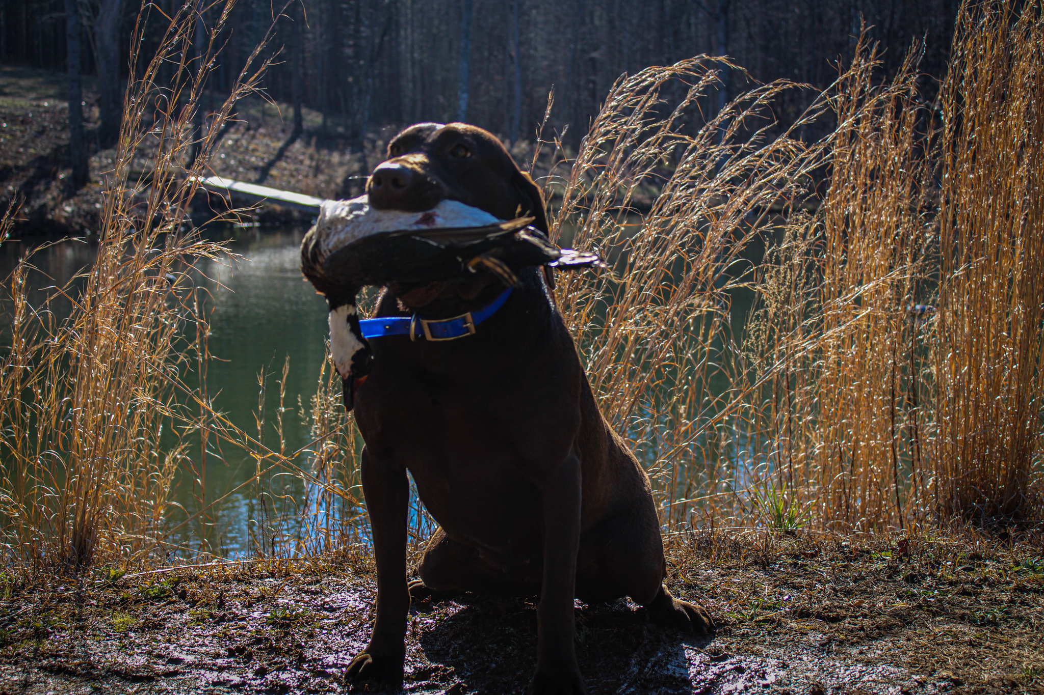 Pride Of Dixie's I Luv You Jenni | Chocolate Labrador Retriver