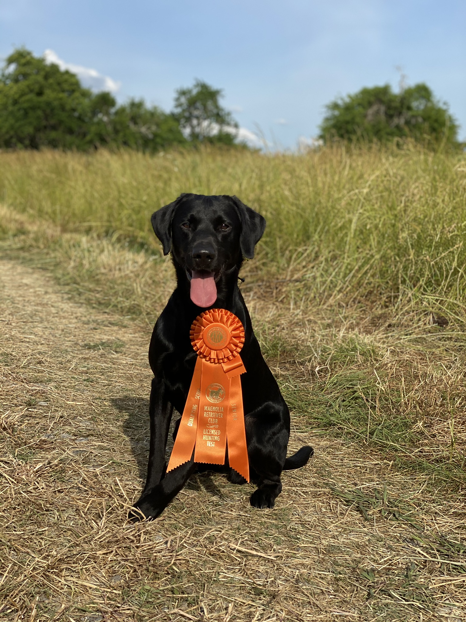 HRCH Duck Hill Kennels Ki SH | Black Labrador Retriver