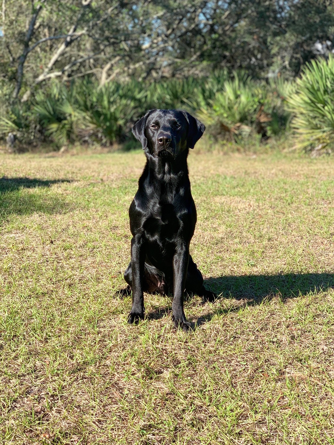 HRCH Duck Hill Kennels Ki SH | Black Labrador Retriver