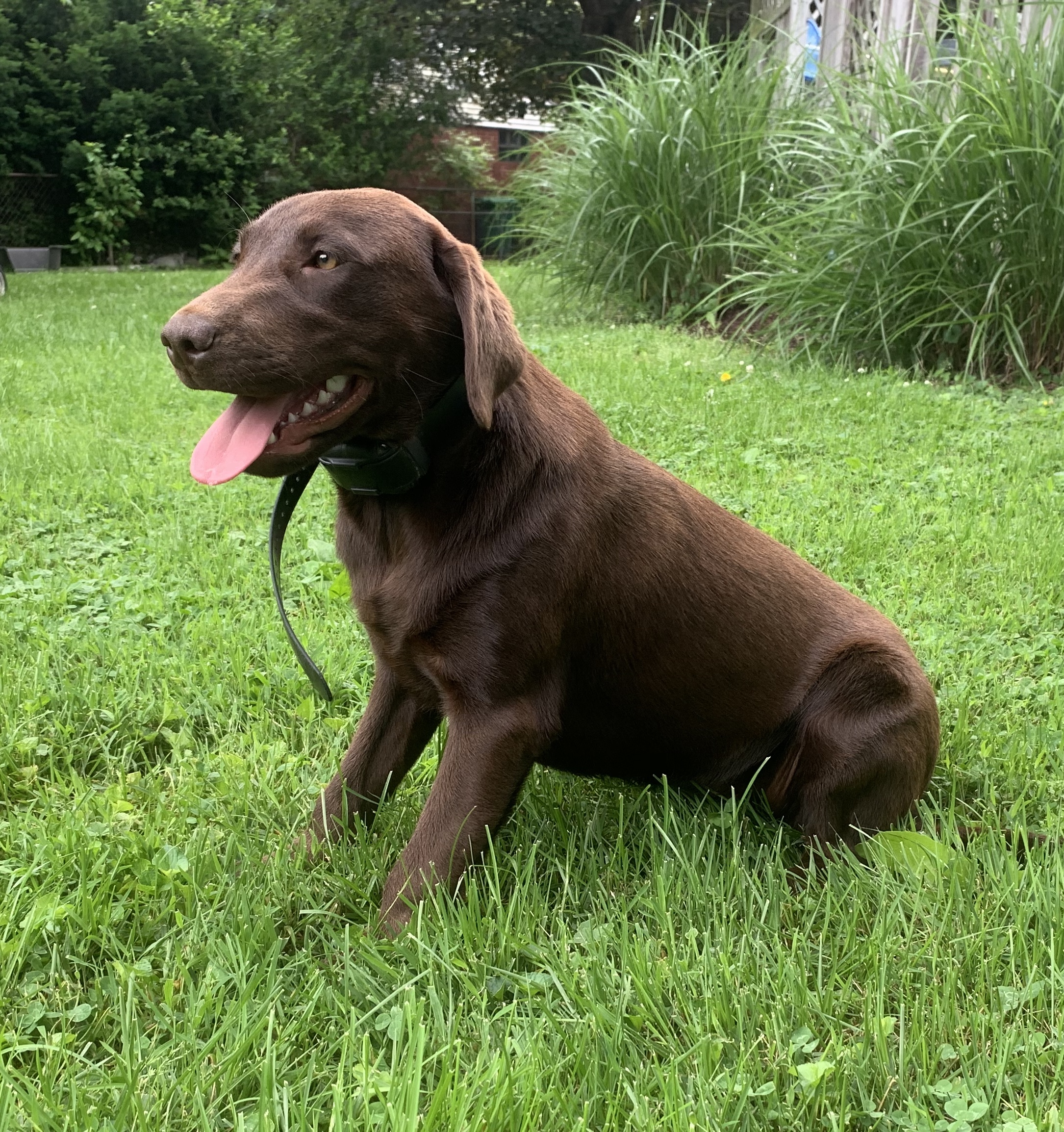 Six Mile’s Full Moon Magic | Chocolate Labrador Retriver