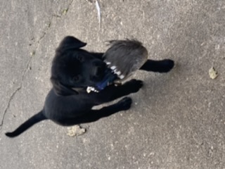 K&D’s Training is a Walk in the Park | Black Labrador Retriver