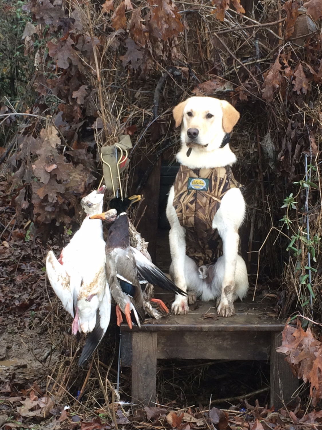 Wildwood’s Make it Great Again | Yellow Labrador Retriver